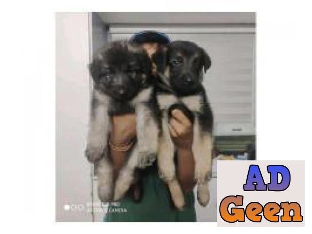 used 8130990153 Still quality lovers call us for German Shepherd quality pups for sale 